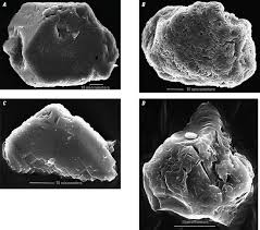 Image result for SEM micrographs of Novaculite Arkansas