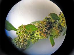 Image result for chenopodium foliosum