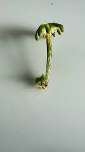Attēlu rezultāti vaicājumam “Blepharostoma trichophyllum sporophyte”