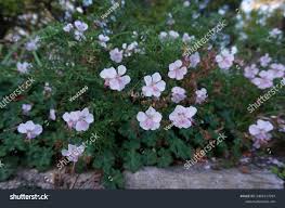 Attēlu rezultāti vaicājumam “Geranium bohemicum”