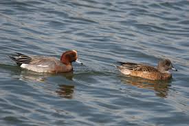 Attēlu rezultāti vaicājumam “Anas penelope”