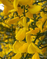 Attēlu rezultāti vaicājumam “Cytisus scoparius flower”