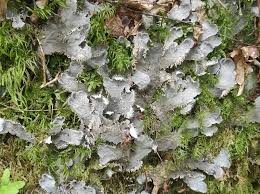 Attēlu rezultāti vaicājumam “Peltigera”