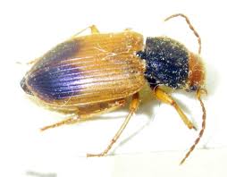 Attēlu rezultāti vaicājumam “Diachromus germanus”