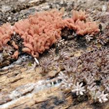 Attēlu rezultāti vaicājumam “Arcyria affinis young”