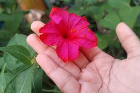 Image result for Mirabilis jalapa