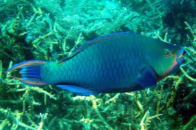 Image result for Scarus rubroviolaceus