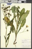 Attēlu rezultāti vaicājumam “Sonchus arvensis subsp. uliginosus bud”