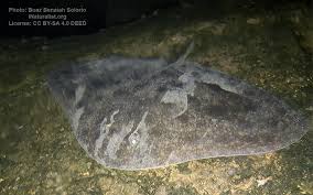 Image result for Gymnura natalensis