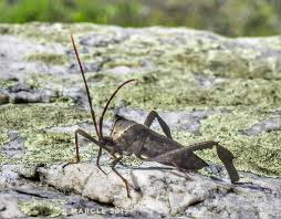 Attēlu rezultāti vaicājumam “Neocudoniella albiceps”