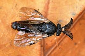 Attēlu rezultāti vaicājumam “Diprion pini female”