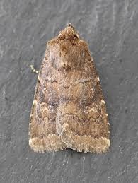 Attēlu rezultāti vaicājumam “Rusina ferruginea male”