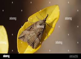 Attēlu rezultāti vaicājumam “Hypena rostralis”