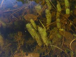 Attēlu rezultāti vaicājumam “Utricularia intermedia bud”