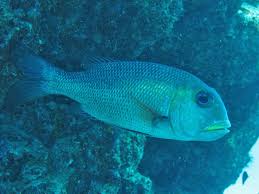 Image result for Monotaxis grandoculis