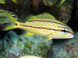 Image result for Haemulon flavolineatum