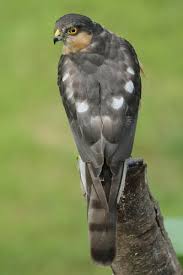 Attēlu rezultāti vaicājumam “Accipiter nisus male”