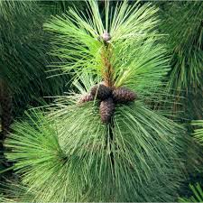 Attēlu rezultāti vaicājumam “Pinus ponderosa fruit”