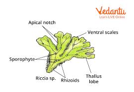 Attēlu rezultāti vaicājumam “Riccia”