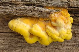 Attēlu rezultāti vaicājumam “Laetiporus sulphureus”