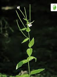Attēlu rezultāti vaicājumam “Epilobium montanum leaf”