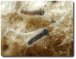 Attēlu rezultāti vaicājumam “Lymantria dispar larva”