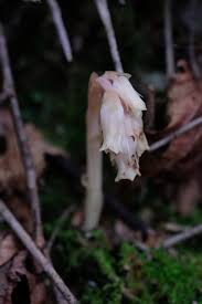 Image result for ギンリョウソウ