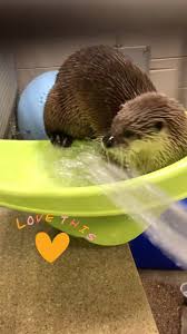 Image result for Otters Old Time Dance Club