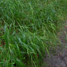 Attēlu rezultāti vaicājumam “Brachypodium sylvaticum flower”