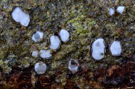 Attēlu rezultāti vaicājumam “Propolis farinosa”