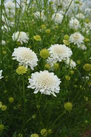 Image result for Scabiosa canescens