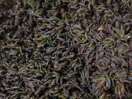 Attēlu rezultāti vaicājumam “Didymodon tophaceus”