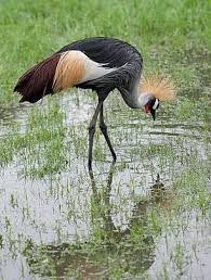 Attēlu rezultāti vaicājumam “Gruiformes”