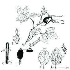 Attēlu rezultāti vaicājumam “Rosa majalis fruit”