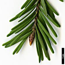 Attēlu rezultāti vaicājumam “Pseudotsuga menziesii var. glauca”