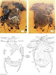 Attēlu rezultāti vaicājumam “Aphodius subterraneus imago”