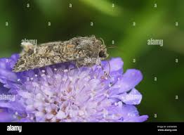 Attēlu rezultāti vaicājumam “Hadula trifolii larva”
