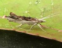 Attēlu rezultāti vaicājumam “Ypsolopha scabrella”