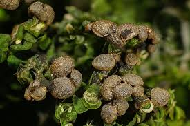 Attēlu rezultāti vaicājumam “Colloderma oculatum”