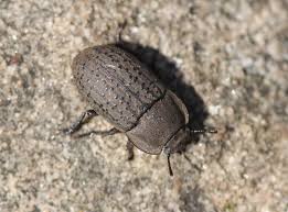 Attēlu rezultāti vaicājumam “Opatrum sabulosum”