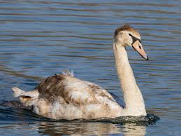 Attēlu rezultāti vaicājumam “Cygnus cygnus juvenile”