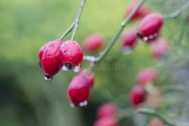 Attēlu rezultāti vaicājumam “Rosa majalis fruit”