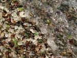 File:Glass Beach Fort Bragg 2.jpg - Wikipedia, the free encyclopedia