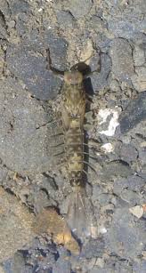 Attēlu rezultāti vaicājumam “Ephemeroptera larvae”