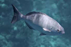 Image result for Kyphosus