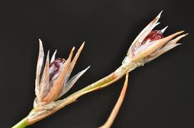 Attēlu rezultāti vaicājumam “Juncus bufonius bud”