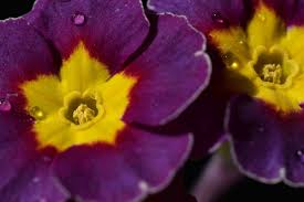 Attēlu rezultāti vaicājumam “Primula x polyantha flower”