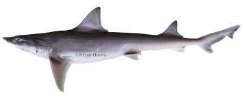 Image result for Mustelus