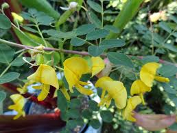 Image result for Colutea x media (arborescens x orientalis)