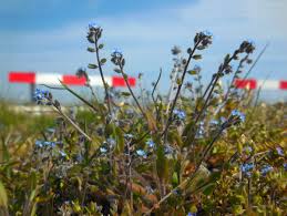 Attēlu rezultāti vaicājumam “Myosotis ramosissima flower”